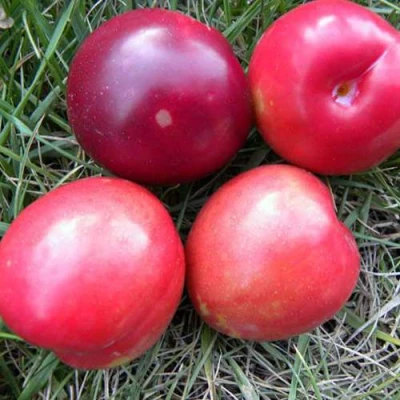 Плумкот БИРИКОККОЛО НОСТРАНО в Сочи