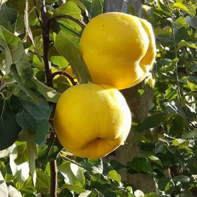 Айва МАРИЯ в Сочи
