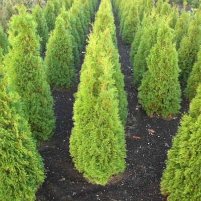 Туя САННИ СМАРАГД западная  в Сочи