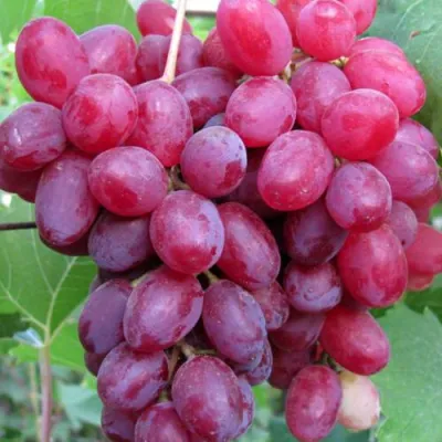 Виноград КИШМИШ ВЕЛЕС в Сочи