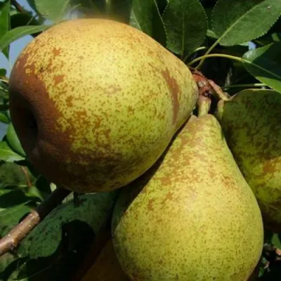 Груша ГЕНЕРАЛ ЛЕКЛЕРК в Сочи