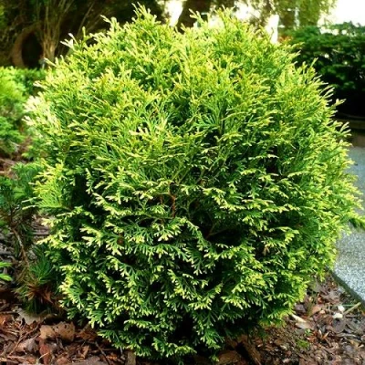 Туя ВОТЕРФИЛД западная в Сочи