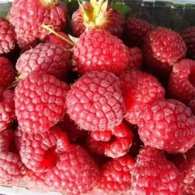 Малина ПОЛЕСЬЕ в Сочи