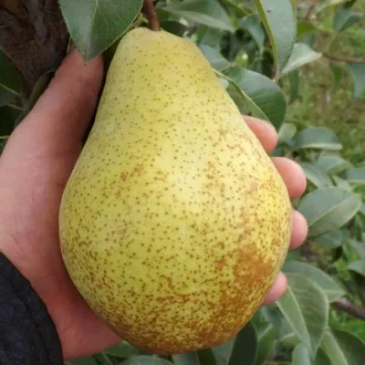 Груша ГЕНЕРАЛ ЛЕКЛЕРК в Сочи