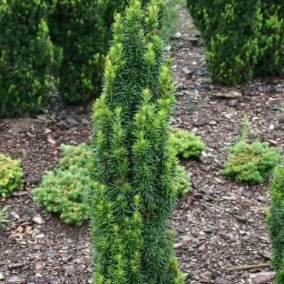 Тис ВОЙТЕК средний  в Сочи