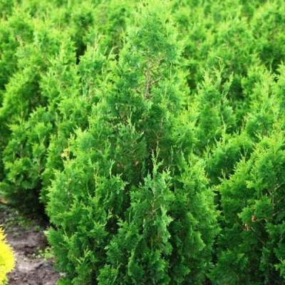 Туя СПИРАЛИС западная в Сочи