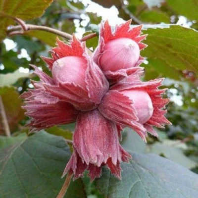 Фундук СКАРЛЕТТ в Сочи