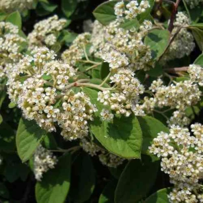 Кизильник пузырчатый в Сочи