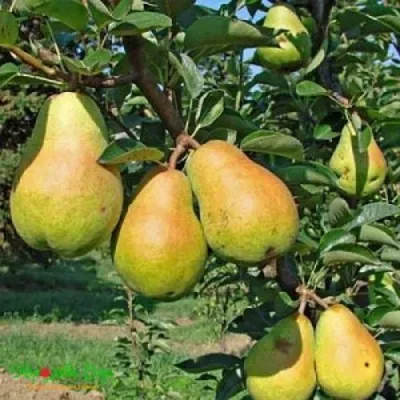 Груша ДОБРЯНКА в Сочи