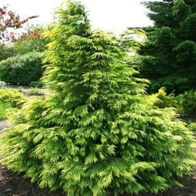 Кипарисовик САНКИСТ лавсона в Сочи