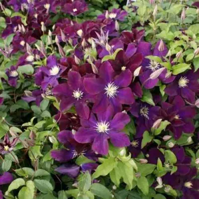 Клематис ГЕРОИ ВАРШАВЫ в Сочи