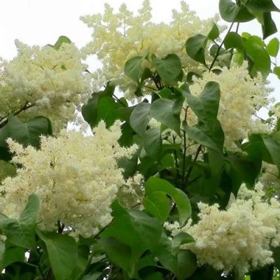 Сирень АМУРСКАЯ в Сочи