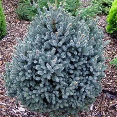 Ель НАНА сизая в Сочи