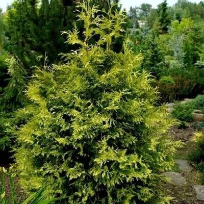 Туя ЗЕБРИНА ЭКСТРА ГОЛД складчатая в Сочи