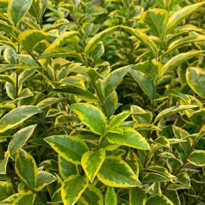 Бирючина АУРЕУМ овальнолистная в Сочи
