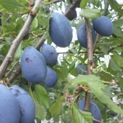 Слива ГИЛЬБЕРТ в Сочи