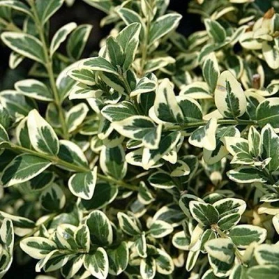 Бирючина ВАРИЕГАТУМ овальнолистная в Сочи