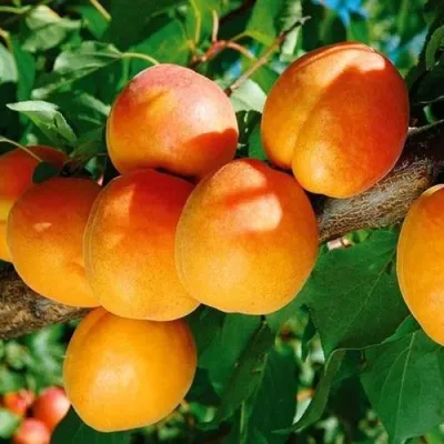 Абрикос СПАДЧЫНА в Сочи