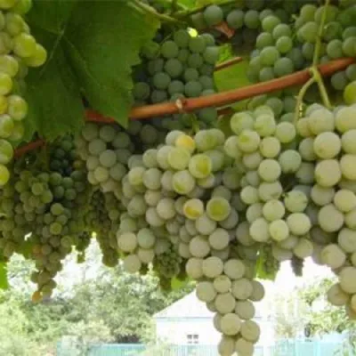 Виноград АНАНАСНЫЙ РАННИЙ в Сочи