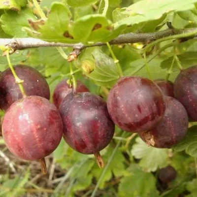 саженцы крыжовника смена