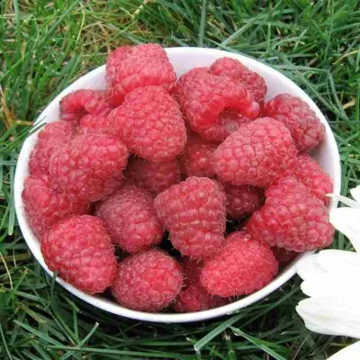 Малина КАРАМЕЛЬНАЯ в Сочи