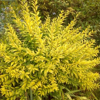 Бирючина АУРЕА обыкновенная в Сочи