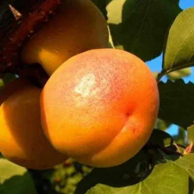 Абрикос СПАДЧЫНА в Сочи