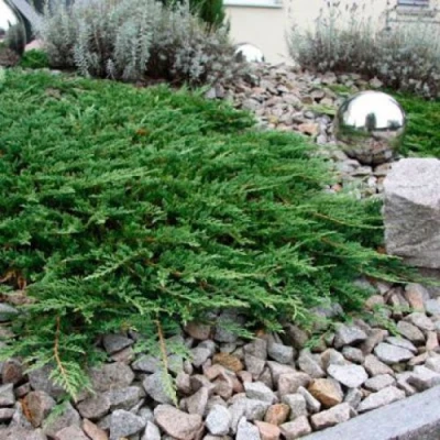 Можжевельник ПРИНЦ ОФ УЭЛЬС горизонтальный в Сочи