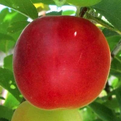 Плумкот БИРИКОККОЛО БОЛОГНЕС в Сочи