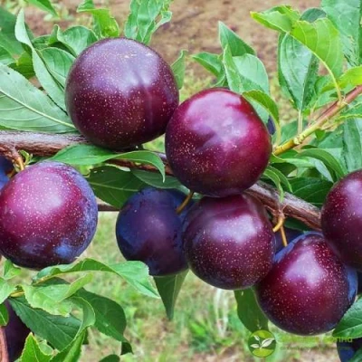 Шарафуга ВЕЛЬВЕТ САНРАЙЗ в Сочи