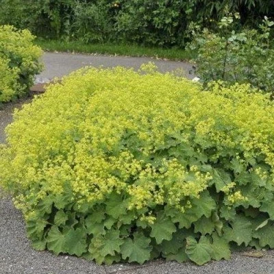 Манжетка ТРИЛЛЕР мягкая в Сочи