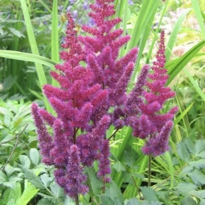 Астильба КАРАОКЕ ПАРТИ китайская в Сочи