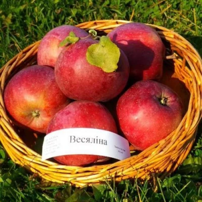 Яблоня ВЕСЯЛИНА в Сочи