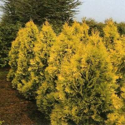 Туя ЕВРОПА ГОЛД западная в Сочи