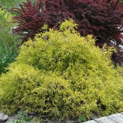 Кипарисовик ГОЛДЕН МОП горохоплодный в Сочи