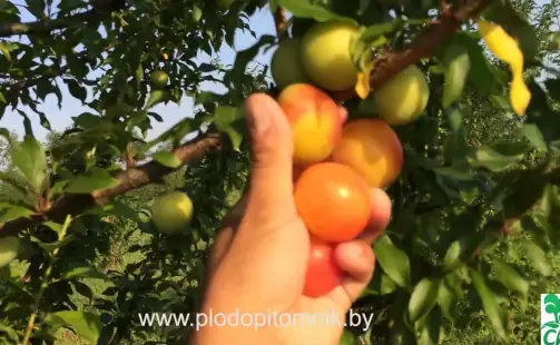 Превью видео