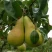 Груша КОНКОРД в Сочи