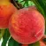 Персик ЗОЛОТОЙ ЮБИЛЕЙ в Сочи