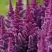 Астильба ПЕПЛ РЕЙН гибридная в Сочи