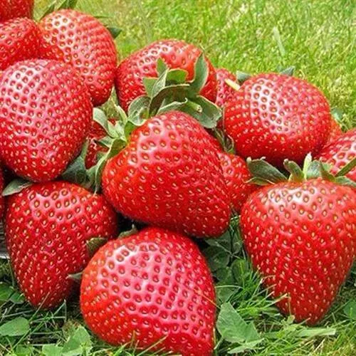 Клубника ЭЛИАНЕ в Сочи