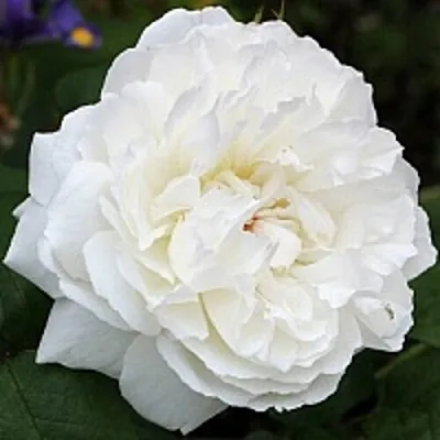 Саженцы роз ВИНЧЕСТЕР КАФЕДРАЛ английская  Саженцы роз ВИНЧЕСТЕР КАФЕДРАЛ английская в Сочи