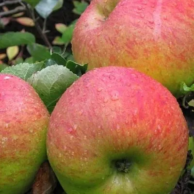 Яблоня ЯБЛОЧНЫЙ СПАС  Яблоня ЯБЛОЧНЫЙ СПАС в Сочи