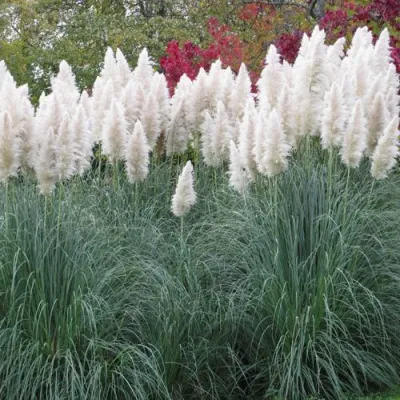 Кортадерия белая (пампасная трава) в Сочи