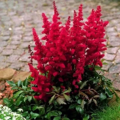 Астильба ГЛАТ Арендса в Сочи