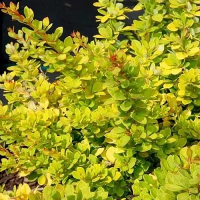 Барбарис СЕНСЕЙШЕН тунберга  Барбарис СЕНСЕЙШЕН тунберга в Сочи