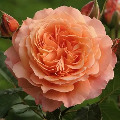 Саженцы роз БЕЛЬВЕДЕР шраб  Саженцы роз БЕЛЬВЕДЕР шраб в Сочи