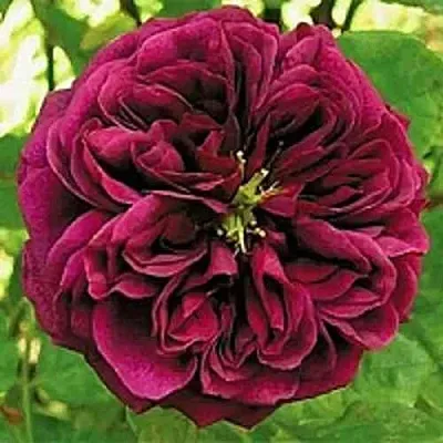 Саженцы роз ЗЕ ПРИНЦ английская  Саженцы роз ЗЕ ПРИНЦ английская в Сочи