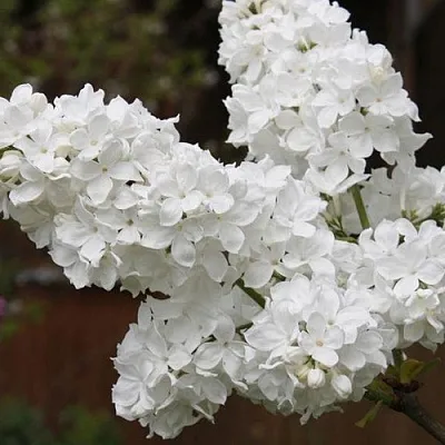 Сирень ФЛОРА  Сирень ФЛОРА в Сочи