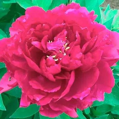 Пион ОСТРОВНОЙ МИНИСТР древовидный  Пион ОСТРОВНОЙ МИНИСТР древовидный в Сочи