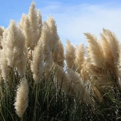 Кортадерия белая (пампасная трава) в Сочи